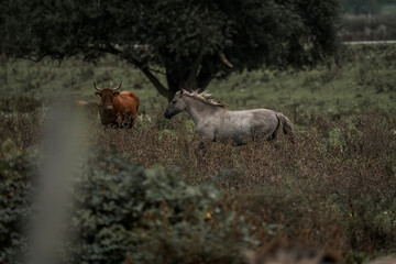 Two cows grazing in an overgrown pasture beneath a solitary tree on a misty rural field at dusk © PIC by Femke
