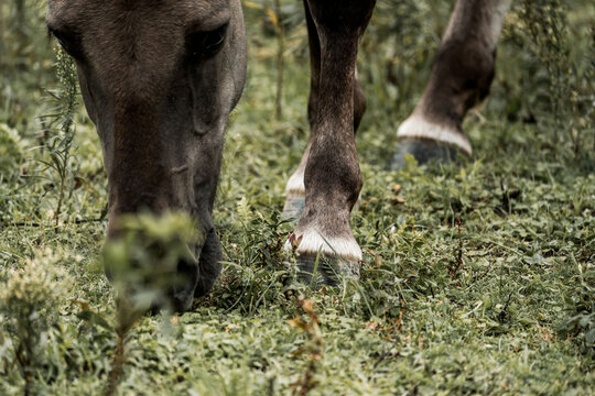 Close-up of a grazing horse muzzle and front legs on green pasture with visible hooves and grass detail
