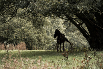 Horse standing in a shaded woodland clearing with dappled sunlight on grassy meadow and wildflowers © PIC by Femke