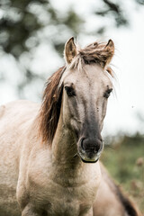 Close-up portrait of a light-colored horse with tousled mane grazing in a green pasture on an overcast day © PIC by Femke