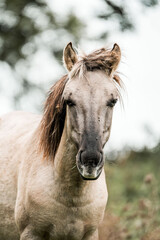 Close-up portrait of a cream-colored horse with long dark mane standing in a grassy pasture with blurred background © PIC by Femke
