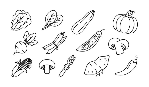 Hand drawn vegetable collection featuring cabbage zucchini peas and sweet potato