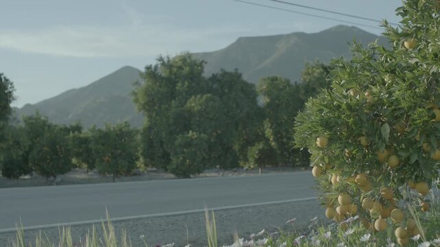 Road Through a Green Tree Grove with Mountains in the Distance