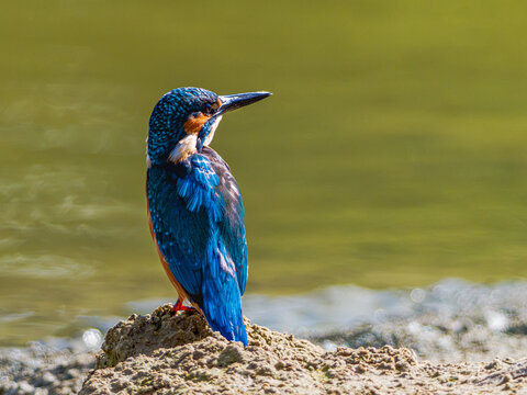 Martin p&ecirc;cheur sur la berge d'un &eacute;tangs en r&eacute;gion Hauts de France
