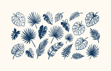 Hand drawn tropical leaf set with monstera palm and fern sketches for botanical design elements. © Sayma Akter