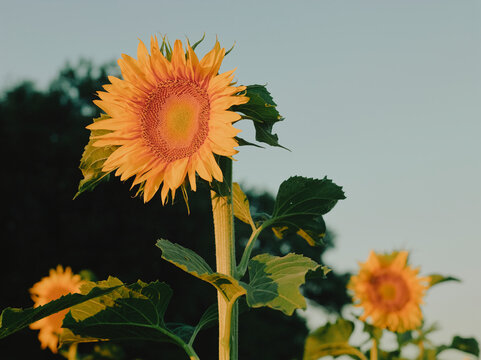 Sunlit sunflower with bright yellow petals against a blue sky, Pays de la Loire, France.