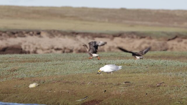 A large white seagull carried off a small gosling. Adult geese are in the background. Yakutia.