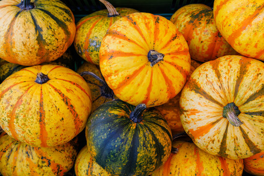 Bright pumpkins in a market during autumn harvest time