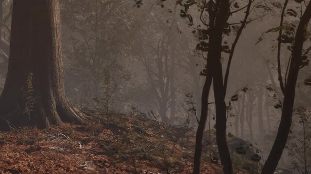 In a quiet forest, morning light breaks through a thick mist, illuminating tall trees and the earthy ground. The leaves rustle softly, creating a serene atmosphere of calm and peace.
