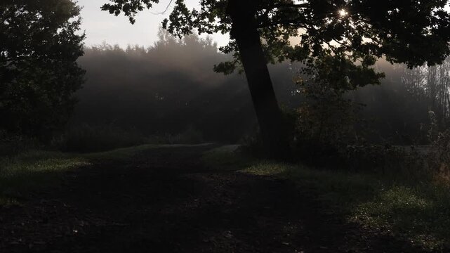 Mist veils forest path, trees stand dark. Sunlight breaks through, casting soft beams. Silent, quiet, peaceful, natural moment. Ideal for nature, tranquility, or sunrise scenes