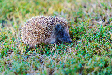 Small hedgehog forages in green grass © Anastasia Bruzinsky