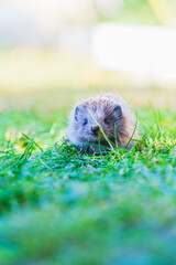 Tiny creature peeks from lush green grass © Anastasia Bruzinsky