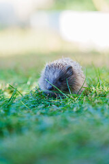 Tiny creature munches grass in soft sunlight © Anastasia Bruzinsky
