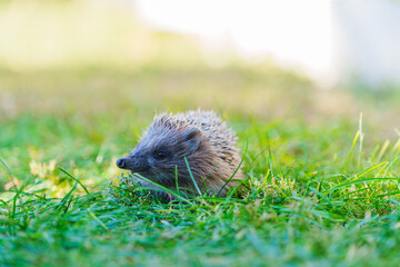 Small hedgehog rests on vibrant green grass © Anastasia Bruzinsky
