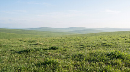 Fototapeta premium Vast rolling green grassland stretches far, sparse plants dot the plain under pale hazy soft daylight sky.