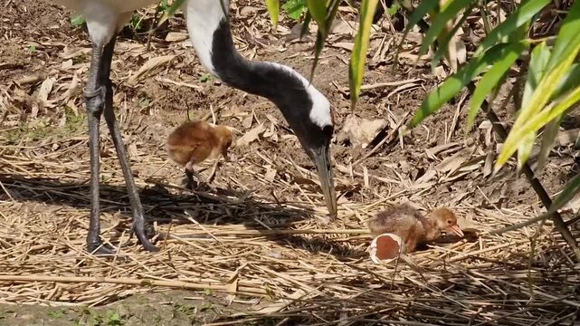 Adult crane encouraging clumsy fledgling chick to walk as baby bird repeatedly stumbles and gets up