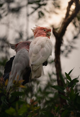 Pair of Major Mitchell's cockatoos perched together among branches © ZCS