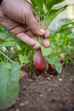 Vertical shot of a gardener fingers gripping the green stems of a fresh crimson radish to uproot the tuber from dark soil amidst leafy plants in a sustainable kitchen garden.