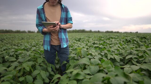 farm worker walks through the field. farming business and irrigation concept. farmer in red cap and blue shirt with tablet in hand walks among the sprouts of a plant lifestyle he grew in his field