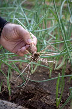 Vertical close-up of a farmer hand holding an uprooted young onion bulb with long white fibrous roots above a lush bed of growing green scallions in an organic garden.