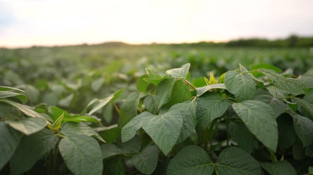 beautiful plant sprouts on the field. business farming and irrigation concept. plants with green leaves in large farm field, close-up shot. farming business and growing a lot of lifestyle plants