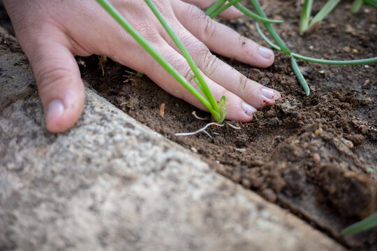 Macro shot of a person fingers gently pressing dark fertile soil around the base and white roots of a sprouting green onion seedling beside a stone garden bed edge.