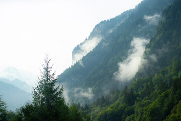 Mist and low clouds drift across steep forested mountain slopes in Lauterbrunnen, Switzerland. Pine trees frame the scenic alpine landscape on a foggy morning. © dsbedarieva