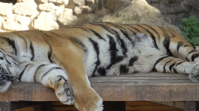 a tiger rest in the zoo