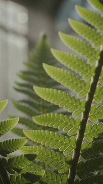 Vertical video: Sunlight backlighting fern frond near arched window, with fiddlehead loosening