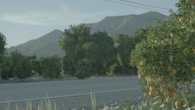 Rural Road and Tree Line Beneath a Mountain Range