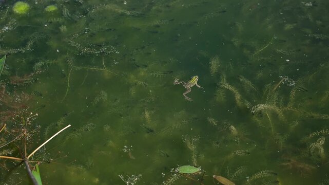 Green frog freezes in a drying waterbody, illustrating the limits of animal and freshwater plant adaptation to climate change. Minimal. Copy space.