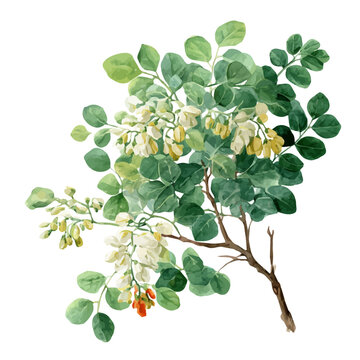 Moringa Tree, watercolor drawing vector, isolated on a white background.