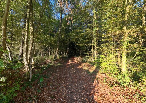 entr&eacute;e d'un chemin forestier en automne avec des feuilles mortes au sol et des arbres au feuillage dess&eacute;ch&eacute; d&eacute;but octobre apr&egrave;s une longue p&eacute;riode de s&eacute;cheresse. Lorraine France 2026