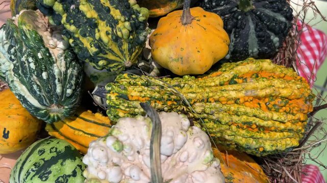 Tracking shot on vibrant assortment of textured ornamental gourds and bumpy pumpkins, perfect for Thanksgiving, Halloween, and rustic autumn harvest decor.