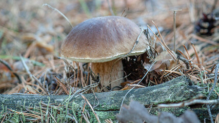 mushrooms in the forest © lazalnik