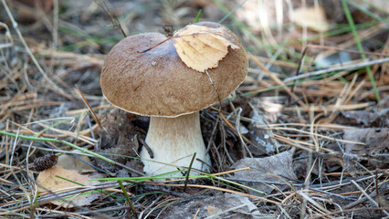 mushroom in the forest © lazalnik