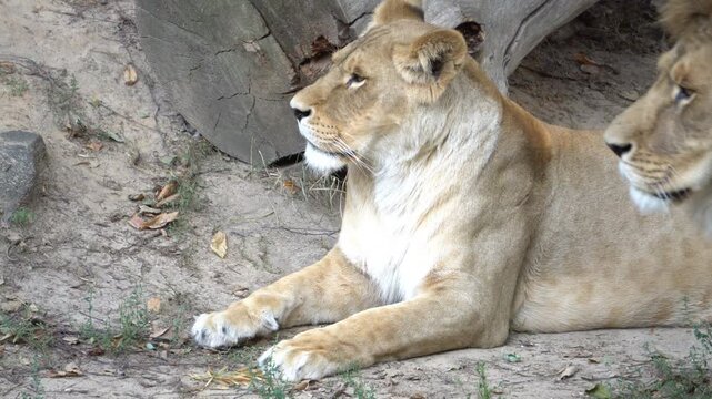 lioness in the zoo