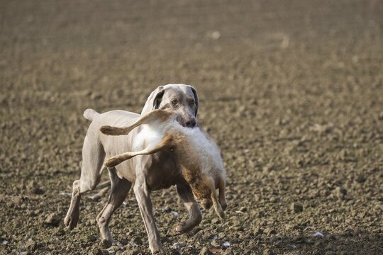 Hunting dog shorthaired Weimaraner retrieves hare (Lepus europaeus) Lower Austria, Austria