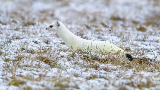 Stoat (Mustela erminea), in winter fur on a meadow covered with snow, Swabian Alb Biosphere Reserve, Baden-W&uuml;rttemberg, Germany
