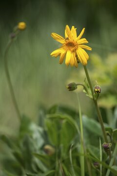 Arnica Montana, Arnica, Asteraceae, Mountain Welfare Rental, Daisy, Flora, High Size, Portrait, Leopard's Bane, Mountain Arnica, Mountain Tobacco, Plants, Wolf's Bane