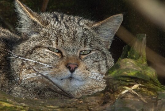 Carnivora, felis silvestris, predators, wildcat, mammals, raptors, mammals