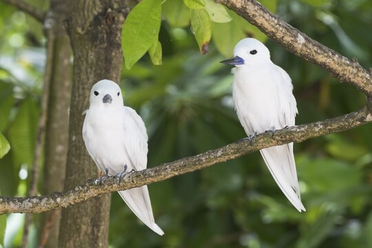 White terns (Gygis alba), Cousin, Seychelles