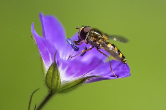 Wood cranesbill (Geranium sylvaticum) with a hoverfly, Heiligenblut, Carinthia, Austria