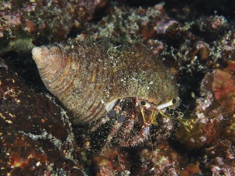 Dark-kneed hermit crab (Dardanus lagopodes) with snail shell in coral reef. Dive site SD, Nusa Ceningan, Nusa Penida, Bali, Indonesia