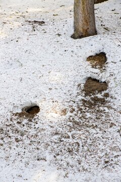Feeding traces of a woodpecker at an ant hill in winter, Pillberg, Pill, Tyrol, Austria