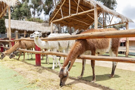Alpaca and Llama Farm, near Cusco, Peru