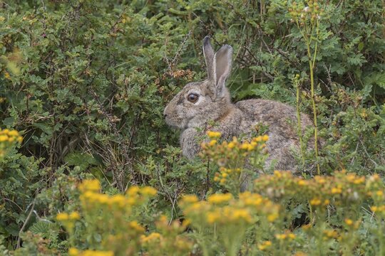 Wild common rabbit (Oryctolagus cuniculus), Texel, West Frisian Islands, Province of North Holland, Holland, The Netherlands