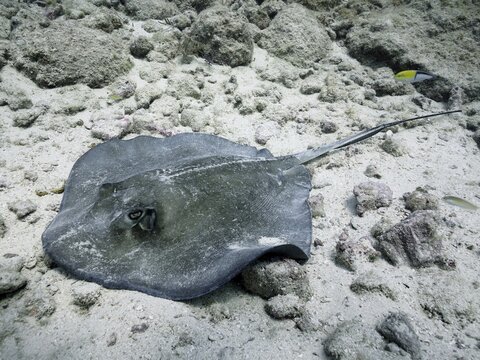 Stingray, Southern Stingray (Hypanus americanus), lies on light-coloured sand on the ocean floor. Dive site John Pennekamp Coral Reef State Park, Key Largo, Florida Keys, Florida, USA