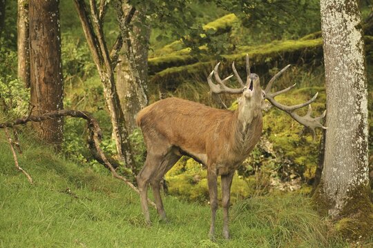 Red deer (Cervus elaphus) roaring during the rut, Allg&auml;u, Bavaria, Germany, Allg&auml;u, Bavaria, Germany