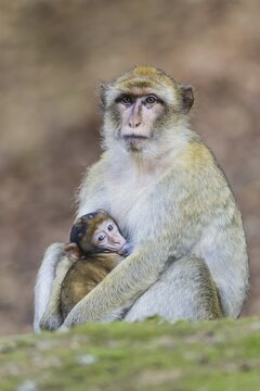 Barbary Macaque (Macaca sylvanus), adult female with young, captive, Rhineland-Palatinate, Germany